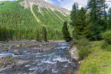Obraz premium Altai Mountains. The Shawla River. Siberia, Russia.