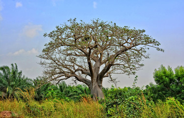 Baobab. Huge tree. Amazing African nature.