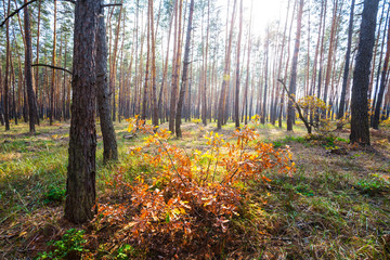 closeup red bush in the autumn sunny forest