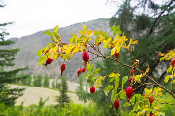 Ripe fruit of wild rose.