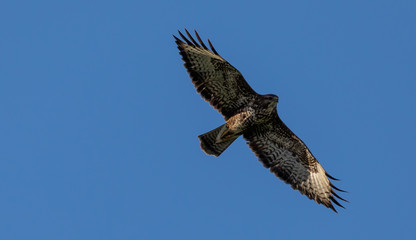 Common Buzzard