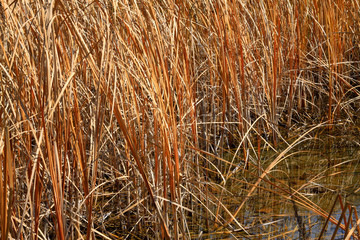 dry rushes in the wild