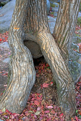 dry tree root in the wild