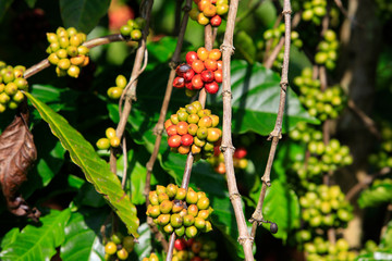 Coffee been on tree in cafe plantation