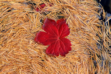 dry pine needles and red leaf on surface of water