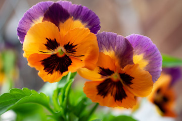 colorful flowers in the garden