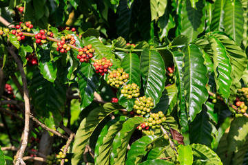 Coffee been on tree in cafe plantation