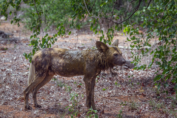 Naklejka na ściany i meble African wild dog in Kruger National park, South Africa ; Specie Lycaon pictus family of Canidae