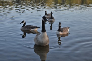 barnacle goose walking out of the water towards the camera front view