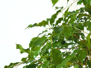 Large indoor plants near the white wall