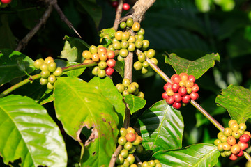 Coffee been on tree in cafe plantation