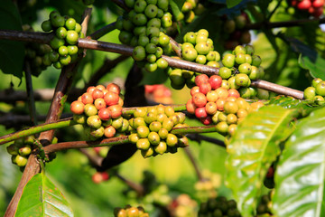 Coffee been on tree in cafe plantation