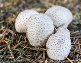 Common Earthball Mushroom