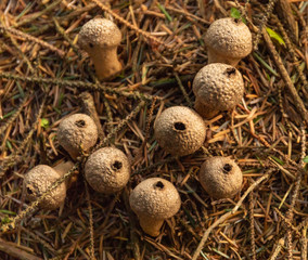 Common Puffball Mushroom