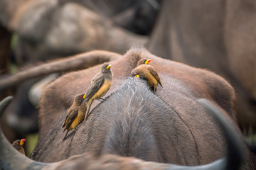 Yellow billed Oxpecker on a buffalo back in Kruger National park, South Africa ; Specie Buphagus africanus family of Buphagidae