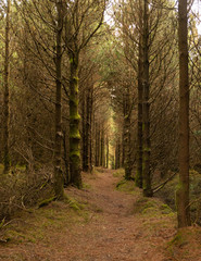 Obraz premium Through the Woods