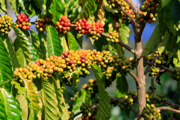 Coffee been on tree in cafe plantation