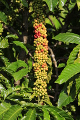 Coffee been on tree in cafe plantation