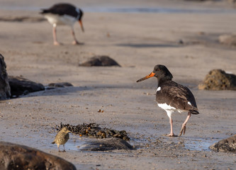 Oystercatcher