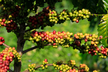 Coffee been on tree in cafe plantation
