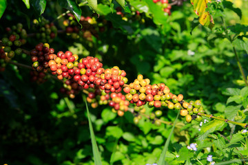 Coffee been on tree in cafe plantation