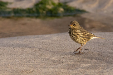 Eurasian Rock Pipit