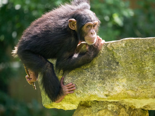 Bébé chimpanzé