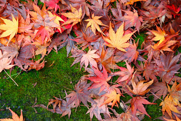 鮮やかに紅葉した楓