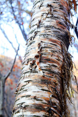 Birch tree trunk