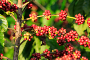 Coffee been on tree in cafe plantation