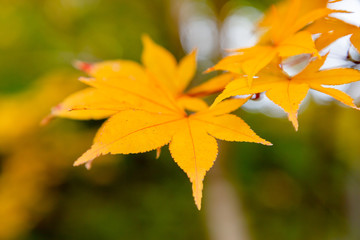 鮮やかに紅葉した楓