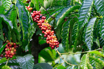 Coffee been on tree in cafe plantation