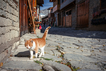 Cute cat on the street