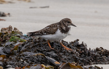 Turnstone