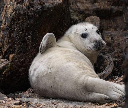 Newborn Baby Seal