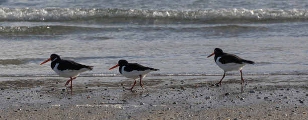 Oystercatchers in a row