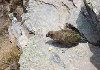 Fototapeta premium A Kea parrot eating a banana at the top of Ben Lomond near Queenstown in New Zealand