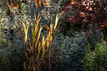 Herbstliches Plattährengras im Gegenlicht