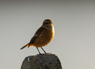 Stonechat