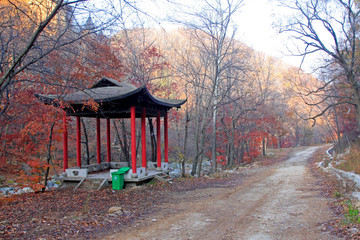 pavilion in woods