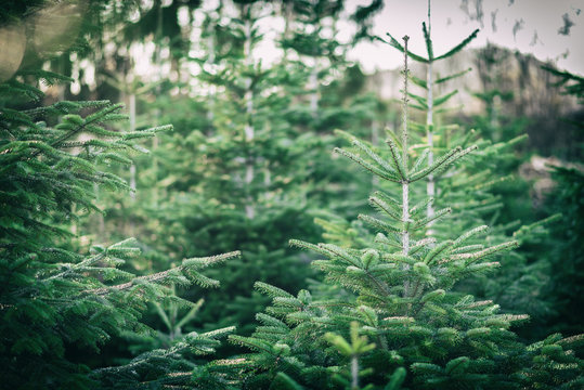 Weihnachtsbaumplantage