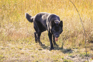 Black German Shepherd dog walks in the field. Wolf on hunting. Black dog in the autumn forest.