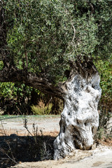 gnarled trunk of an old olive tree