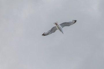 Möwe im Flug