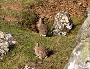 Rabbits