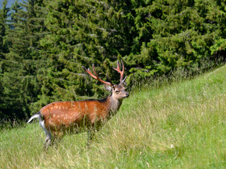 Buck fallow deer (Dama dama) in field