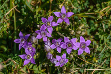 Bl&uuml;ten des deutschen Enzians in den Ostalpen