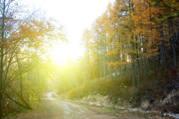Forest road in the autumn