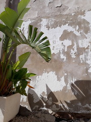 plant, pot, green, flower, isolated, leaf, nature, tree, white, garden, decoration, houseplant, plants, gardening, flowerpot, spring, growth, palm, botany, decorative, succulent, herb, home, flora, fl