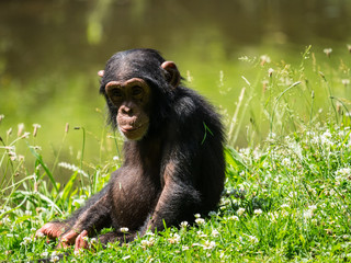B&eacute;b&eacute; chimpanz&eacute;